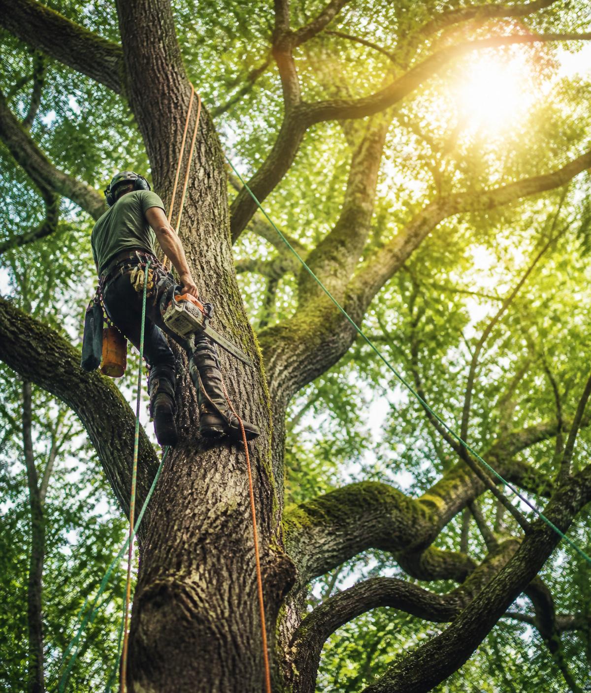 Arborist climbing a mature oak